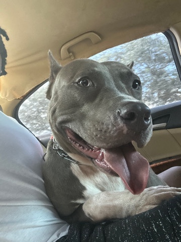 American Pit Bull Terrier – Kojack 1 Year Old XL Bully