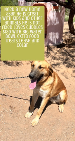 Great Pyrenees – Need home Asap