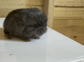 two adorable gentle chinchilla kits
