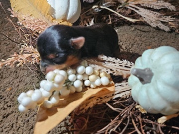 Yorkshire terrier AKC