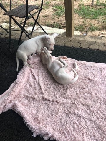 Dogo Argentino – Dogo Argentino