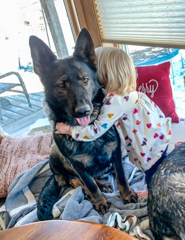 German Shepherd – Black Sable German shepherd female
