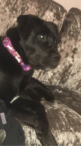 Rottweiler X cane corso