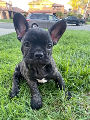 French Bulldog – frenchies