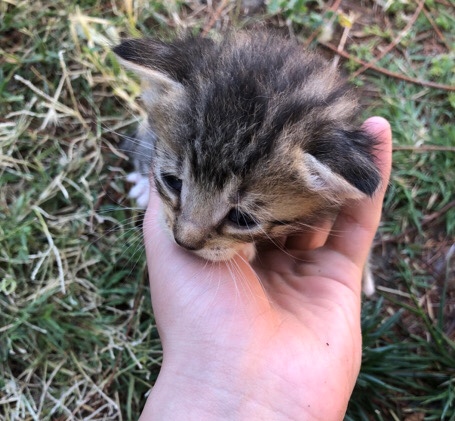 Kittens looking for a home