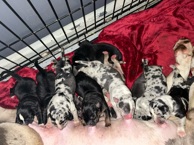 American Bulldog – American bully XL pups