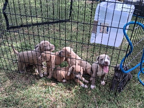 Bulldog – pitbulls – Fort Worth
