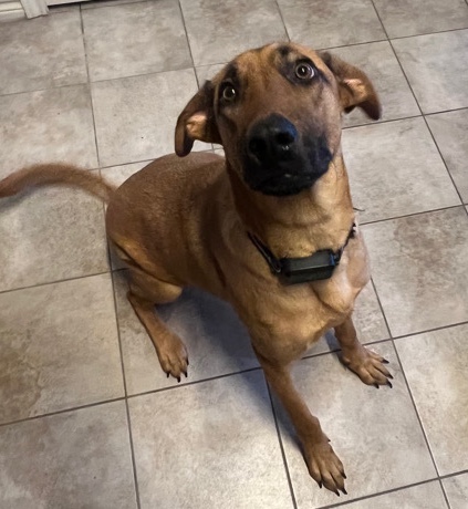 German Shepherd – Gator
