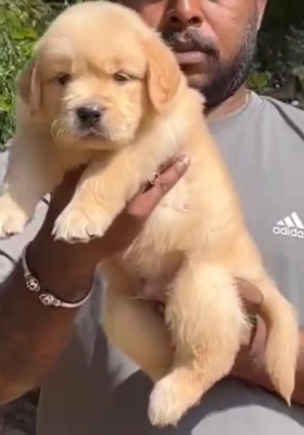 Golden Retriever - High Quality Golden Retriver Puppies Avilable for sale available for adoption in Solapur