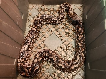 Dumerils Boa up for Adoption