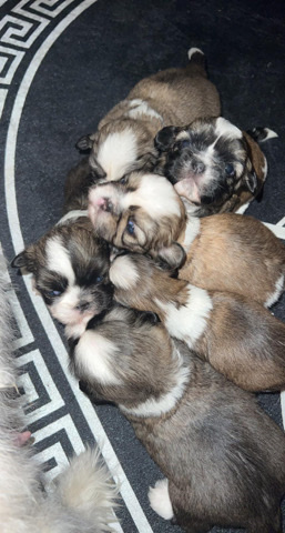 Shih Tzu – shih-tzu puppies