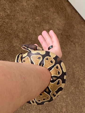 ball python with enclosure