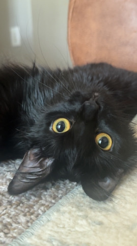 Rehome my KoKo!!