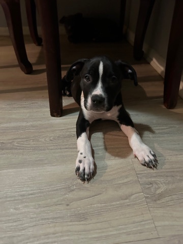 American Staffordshire Terrier – American Staffordshire terrier pup for sale