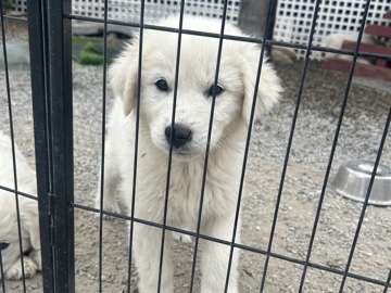 Great Pyrenees/ Italian Maremma Sheepdog Puppies