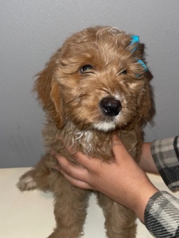 Golden Retriever – Mini Golden Doodle