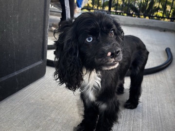 Rehoming Cocker Spaniel