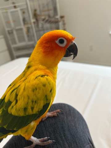 Sun Conure