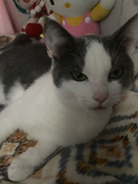 American Shorthair – Rehoming loving male kitty for free