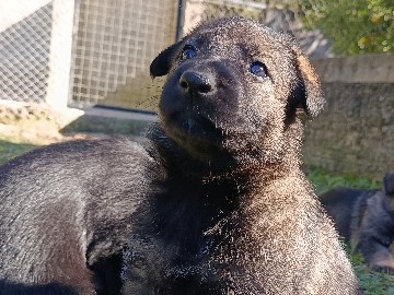 German Shepherd – Filhote Pastor Alemão Linhagem de Trabalho – Mafra