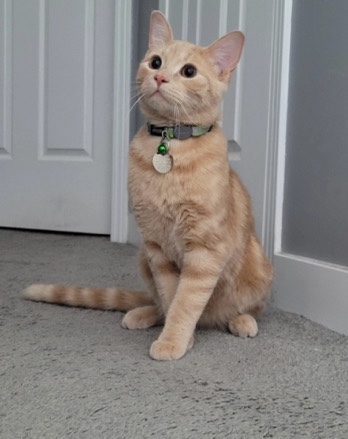 Russian White, Black and Tabby – orange tabby cat