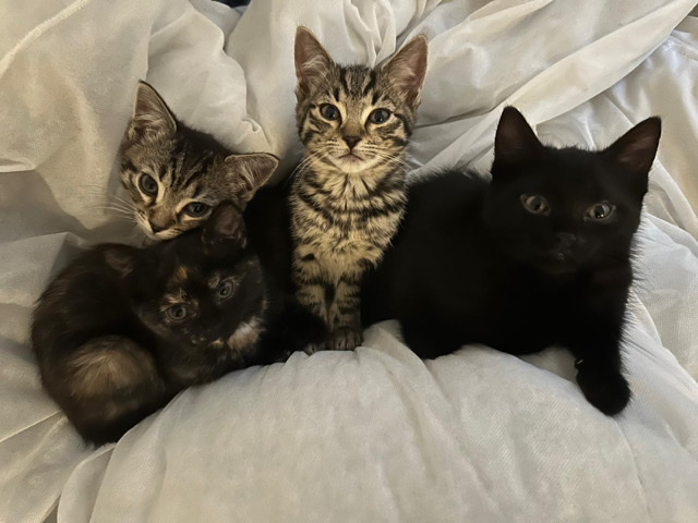 Bengal – tabby cats – Bedford