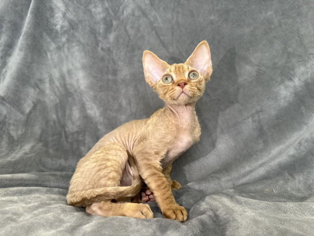 Antonio Chocolate Devon Rex Boy