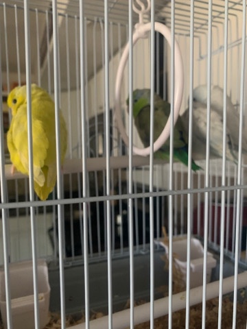 parrotlet pairs