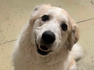 Great Pyrenees – Urgantly needs to be rehomed! – Phoenix