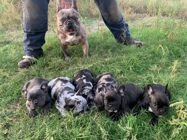 French Bulldog – French bulldogs