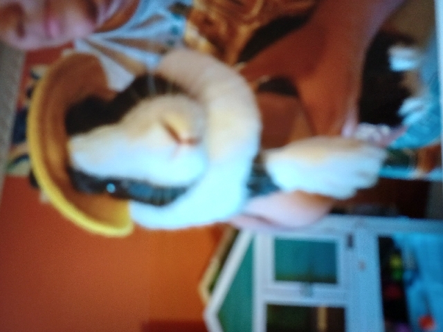 American – free. rabbit and cage to good home.