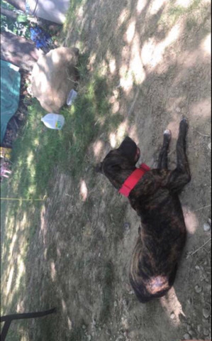 American Pit Bull Terrier – red nose pit / mastiff mix