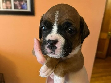 Boxer – Boxer puppies
