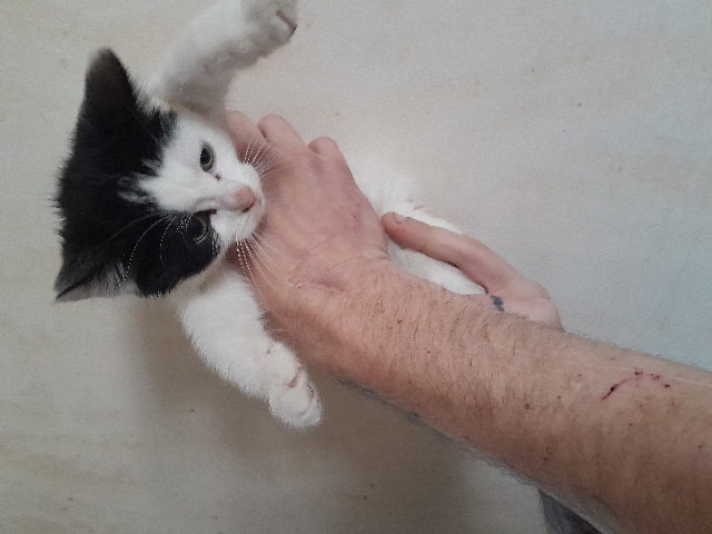 3 beautiful turkish van  kittens  for sale