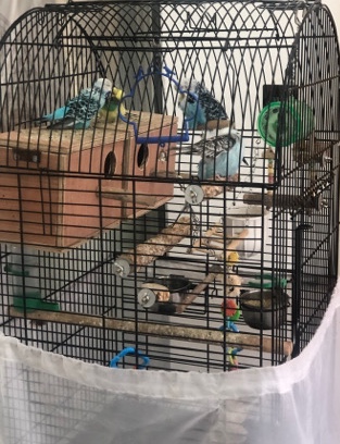 5 tamed breedable budgies with cage