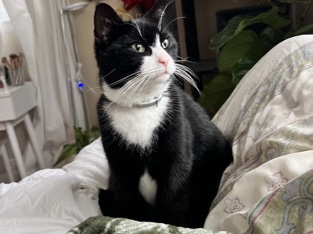 Rehoming Tygalily asap