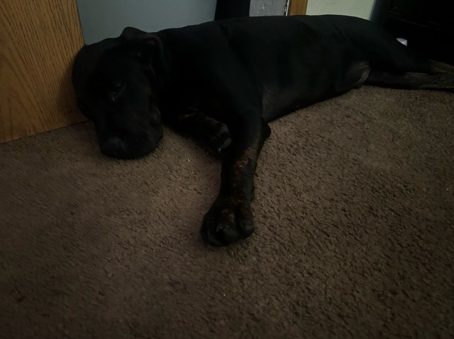 Cane Corso – Friendly 6-Month-Old Cane Corso Puppy in Ocala – Ocala