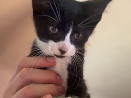 2 kittens – Brooks