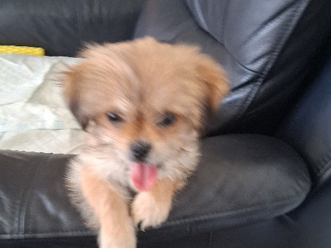 Shih Tzu – beautiful  boy available  posie – West Midlands