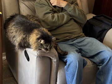 beautiful long hair cat looking for a new home 