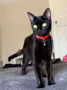 Bombay – Bombays cat skylar