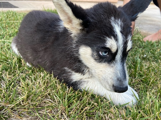 Siberian Husky – husky puppy