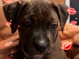 Boxer – tribe of duchess – Hammond