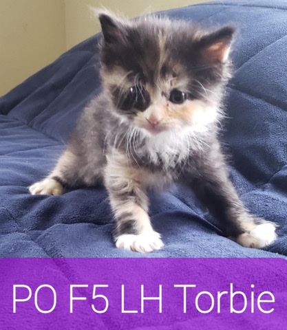 Bombay – Bombay/ragdolls