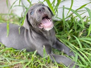 Puppy – Katy