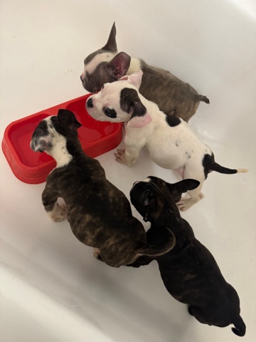 Micro bullies puppies 4 available.