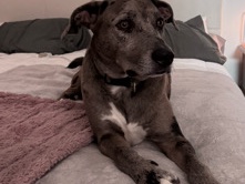 Catahoula Cur – catahoula leapard dog – Wesley Chapel