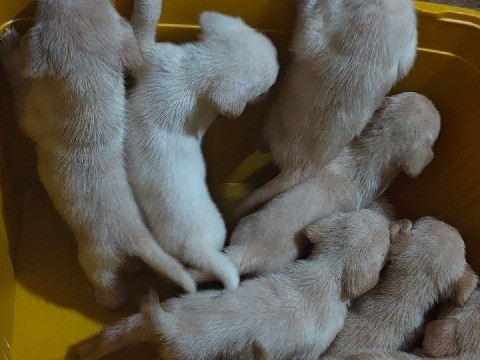 Labrador Retriever – sell labrador puppies – Mumbai
