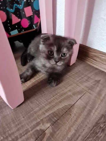 Scottish Fold – Verkaufen