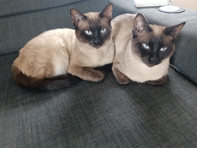 Siamese – Prodajem 2 sijamske mačke – Kaštel Sućurac